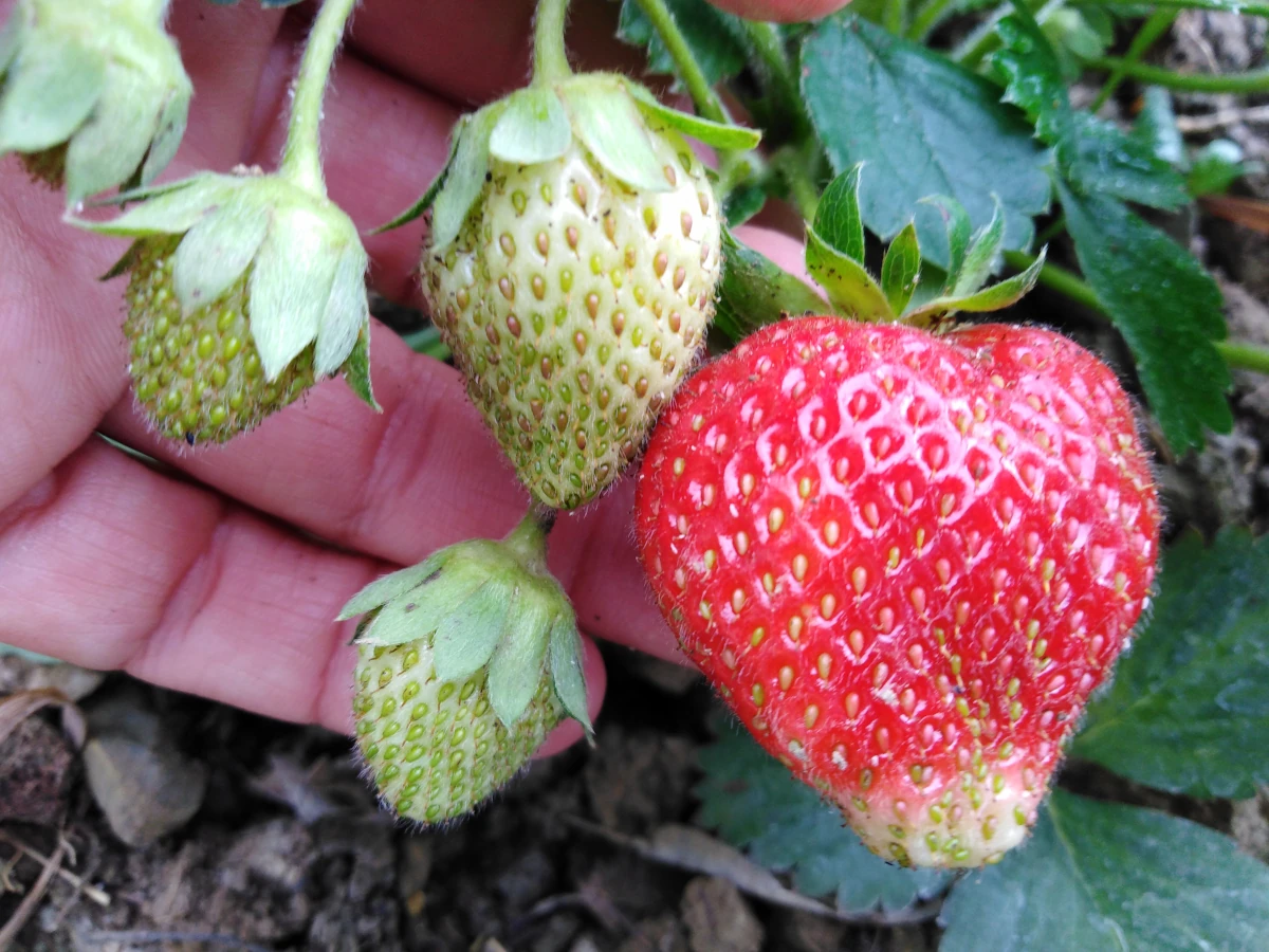 Fresh strawberries from the garden