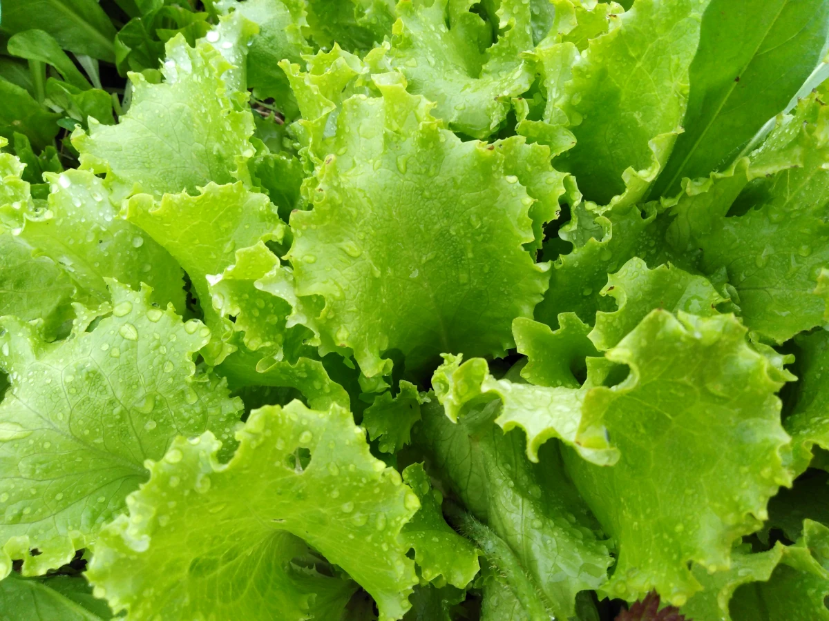 Green salad leaves