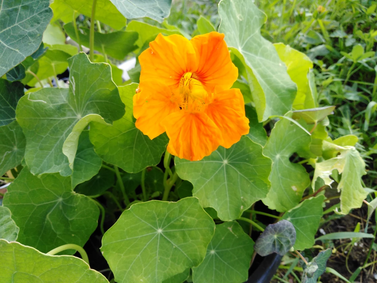 Nasturtium flowers in the garden