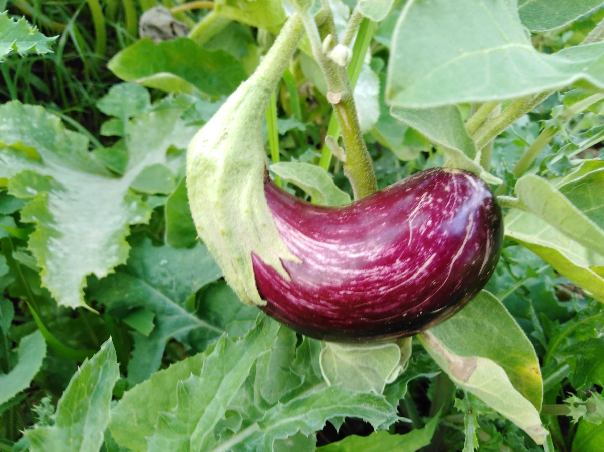 Aubergine in the garden